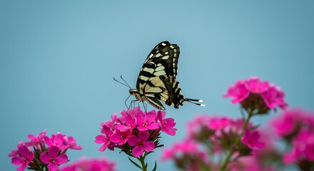 Experience nature through a striking zebra swallowtail butterfly perched on vibrant pink flowers against a soft blue background.