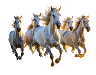 Camargue Horses Galloping Through Shallow Seaside Water at Sunrise