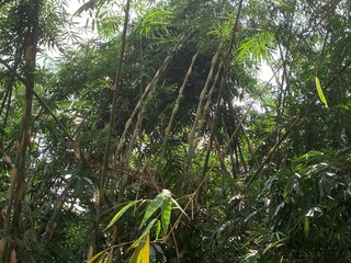 various types of plants in the forest