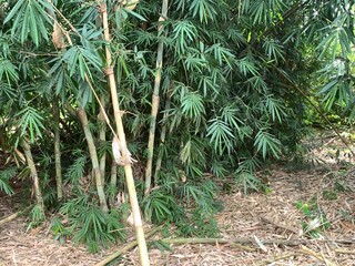 various types of plants in the forest