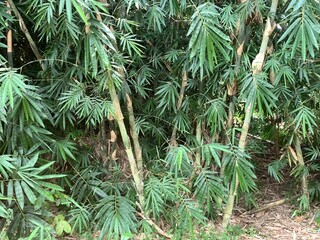 various types of plants in the forest