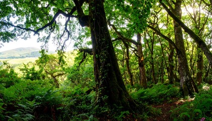 Fototapeta premium Lush forest canopy, sunlight filtering through