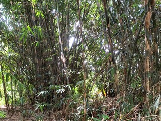 various types of plants in the forest