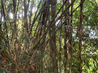 various types of plants in the forest