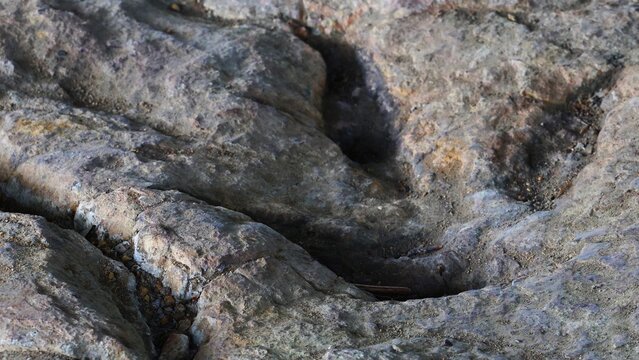 A 200-million-year-old theropod footprint preserved on a rock surface in the Gagaty Soltykowskie nature reserve in Poland, Europe