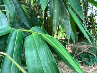 various types of plants in the forest