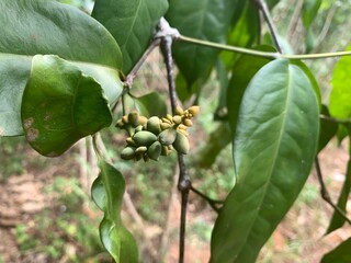 various types of plants in the forest