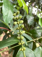 various types of plants in the forest