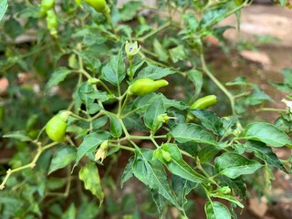 various types of plants in the forest