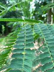 various types of plants in the forest