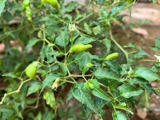 various types of plants in the forest