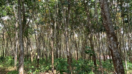 various types of plants in the forest