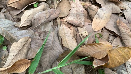 various types of plants in the forest