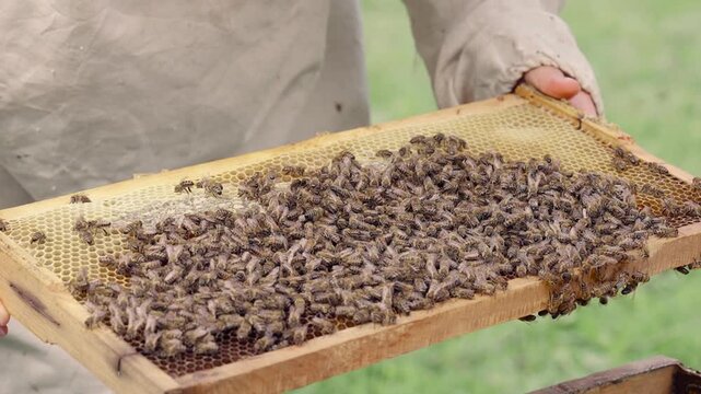 Beekeeper Inspects Hive, Beekeeping and Neatness Concept.