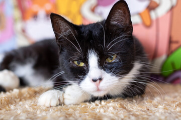 A black and white cat is laying on the carpet, staring at the camera