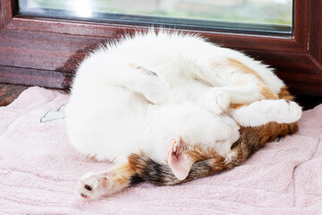 A calico cat is napping on a soft pink towel, enjoying warmth