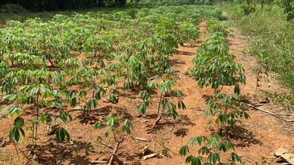 various types of plants in the forest