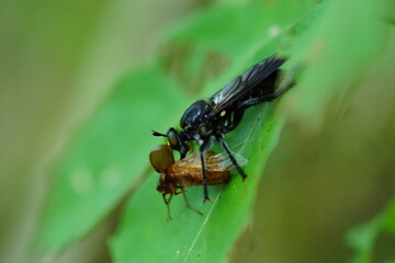 コガネムシを捕食するイッシキイシアブ