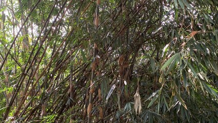 various types of plants in the forest
