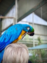 Fototapeta premium Blue-and-Yellow Macaw Perched on a person’s head in the aviary