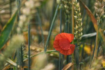 SUMMERTIME - Blooming red poppy on a background of the field
