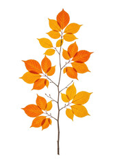 Naklejka premium A single, delicate bare tree branch with vibrant orange and golden yellow autumn leaves, isolated on a brilliant white background with no shadows, hyper-detailed studio lighting. Concept of autumn
