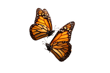 Fototapeta premium Two butterflies hovering around each other isolated on a transparent background