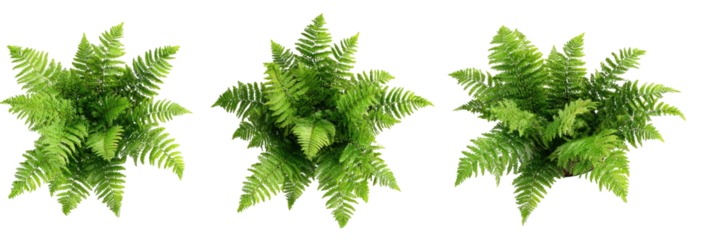 Three stylized fern plants