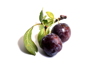 Plums with green leaves on a white background ** Note: Slight graininess, best at smaller sizes,