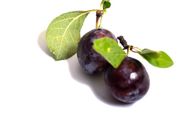 Plums with green leaves on a white background ** Note: Slight graininess, best at smaller sizes,