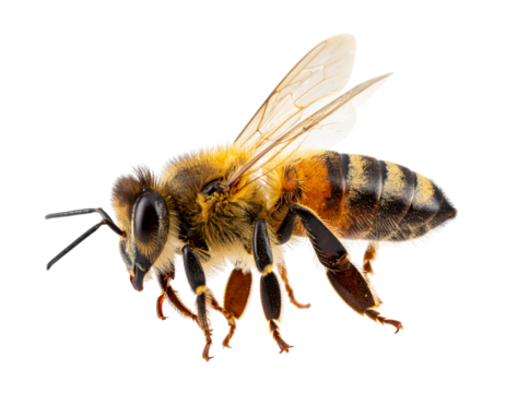 Macro Shot of Bee Mid-Flight with Extended Legs and Open Wings, Side Profile