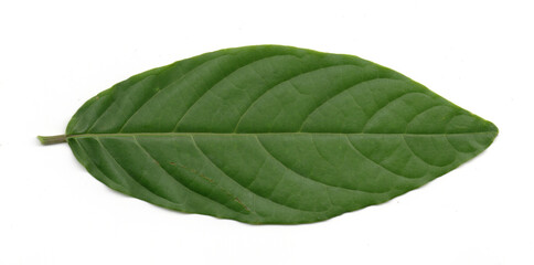Obraz premium Single green leaf with prominent horizontal veins. Leaf texture close-up, isolated.