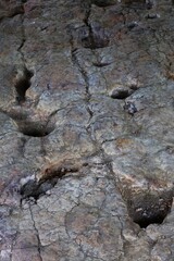 Fossilized dinosaur footprints in stone left by herbivorous sauropods about 200 million years ago