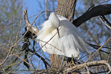 Toilette de l aigrette garzette