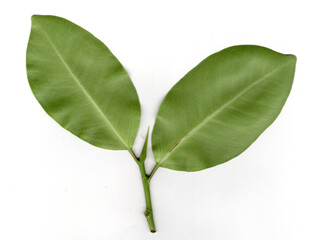 Two symmetrical leaves on a stem. Pair of green leaves, isolated on white.