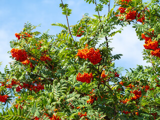 red berries on a branch