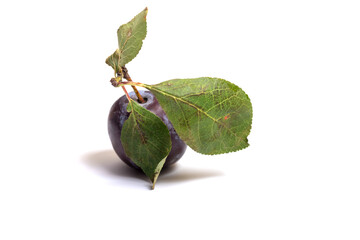 Plums with green leaves on a white background ** Note: Slight graininess, best at smaller sizes,