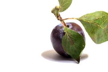 Plums with green leaves on a white background ** Note: Slight graininess, best at smaller sizes,