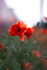 red poppy flower