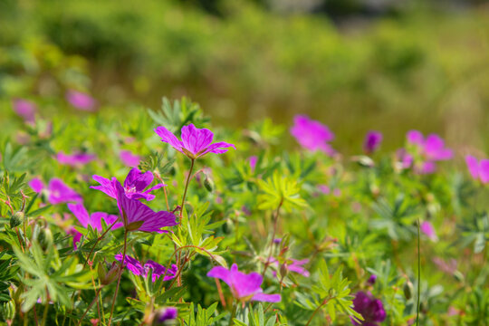 Pink blooming Citronella Geranium Pelargonium citrosum with vibrant flowers and green leaves, Perfect for gardens and natural insect repellent use