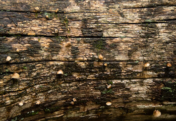 The bark of the tree is covered with patterns and roughnesses