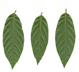 Three oblong green leaves, symmetrical arrangement. Green leaf trio on a solid background.
