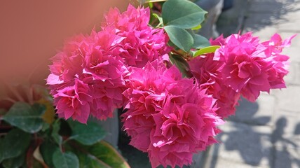 Vibrant pink bougainvillea flowers bloom profusely, showcasing their delicate beauty and lush green...