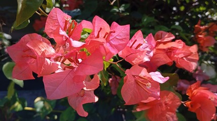 Vibrant pink bougainvillea flowers blooming beautifully in natural light, showcasing their delicate...