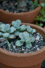Echeveria Laui Succulent with Powdery Blue Leaves in Natural Sunlight