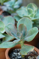 Echeveria Laui Succulent with Powdery Blue Leaves in Natural Sunlight