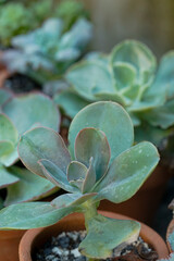 Echeveria Laui Succulent with Powdery Blue Leaves in Natural Sunlight