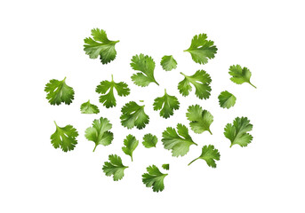 Chopped fresh green cilantro and parsley herbs, with clear contours and distinct boundaries, naturally scattered on a seamless transparent studio background with copy space, top-down view, shadowless