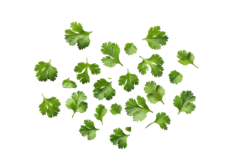 Chopped fresh green cilantro and parsley herbs, with clear contours and distinct boundaries, naturally scattered on a seamless transparent studio background with copy space, top-down view, shadowless
