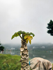 A detailed image capturing a close-up of a tree stem showing a few green leaves, with a blurred...